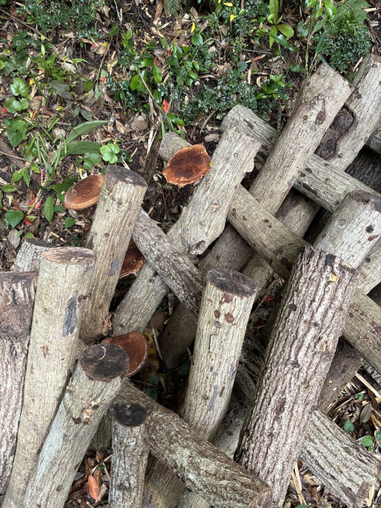 菌を打ち込んだ原木に生えたしいたけ