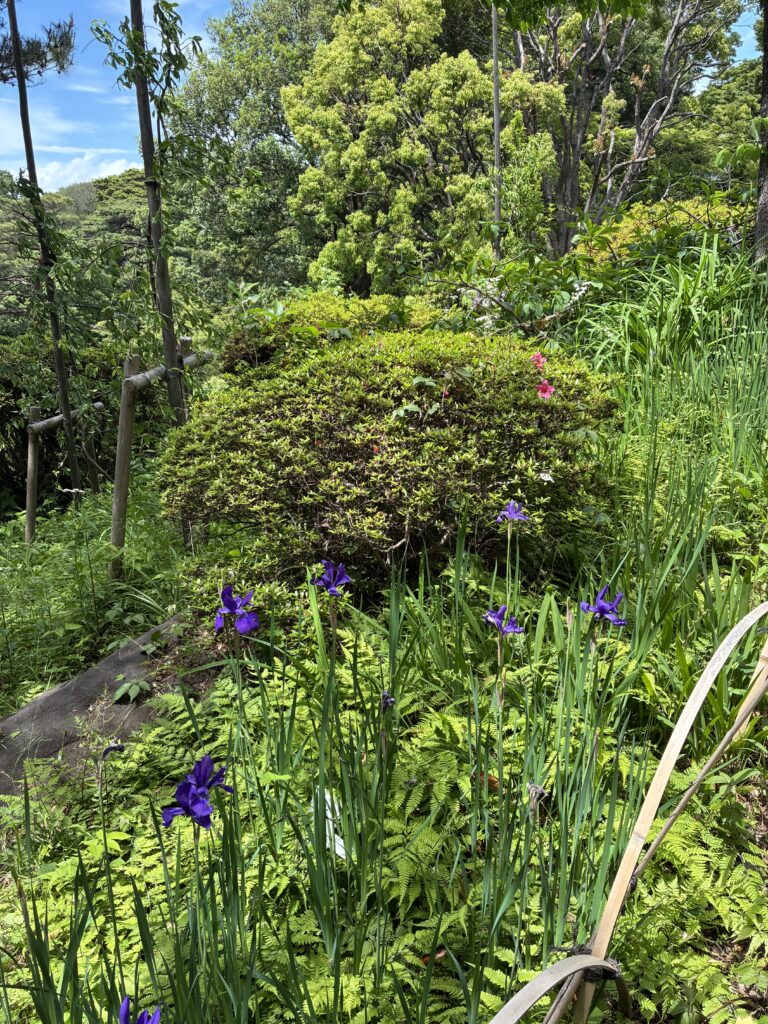 庭園に咲くあやめとツツジの花
