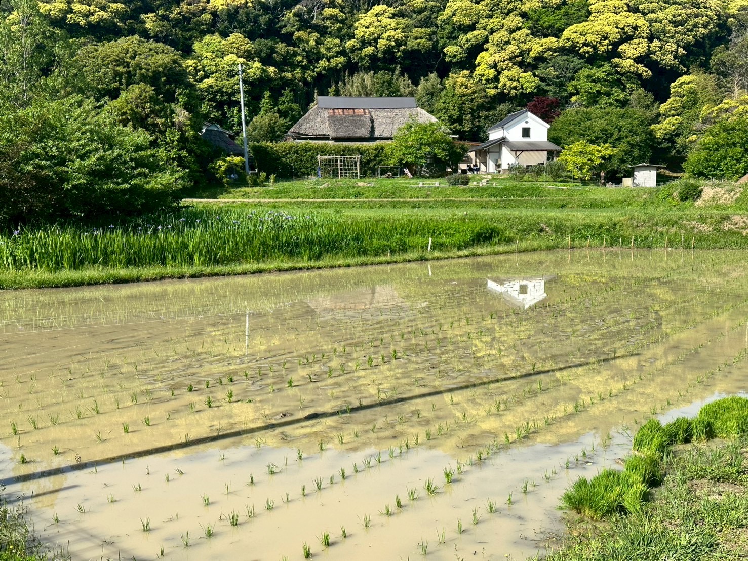 水を張った田んぼと茅葺き屋根の古民家、背後に新緑の山