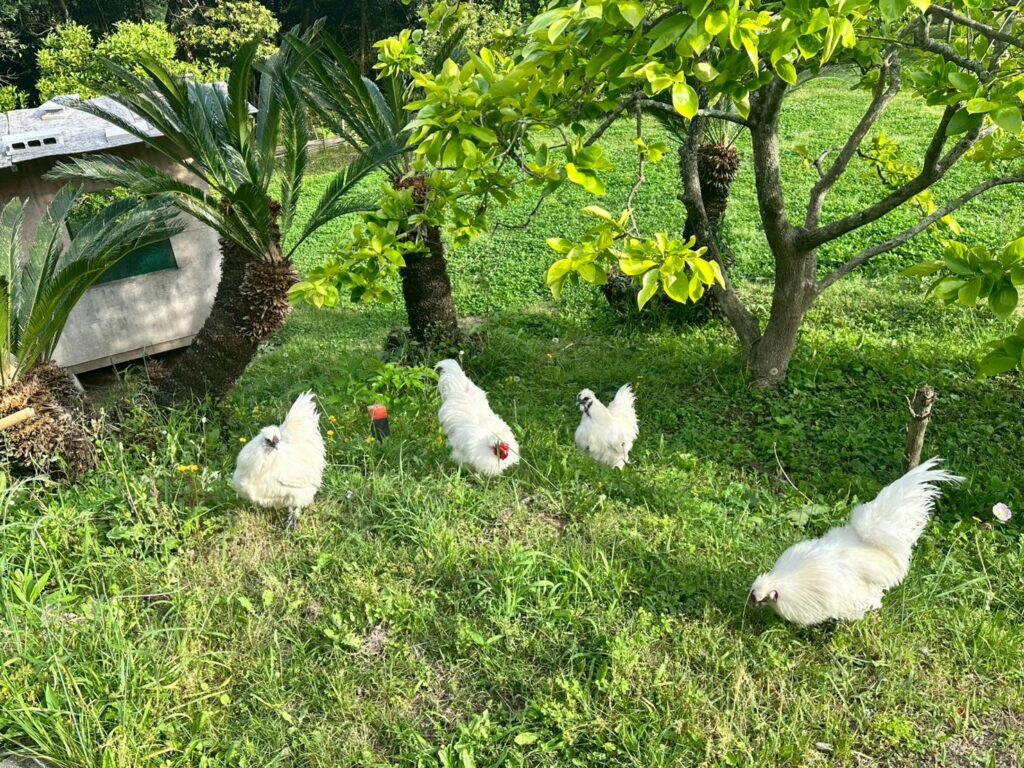 緑の庭でのびのびと歩く烏骨鶏と鶏たち