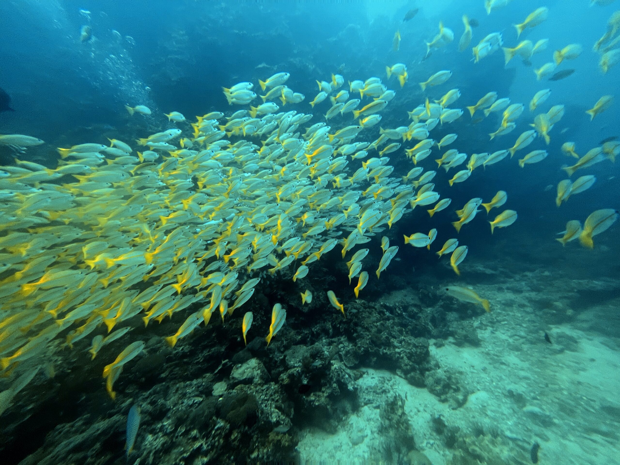 ピピ島 ダイビング 魚の群れ