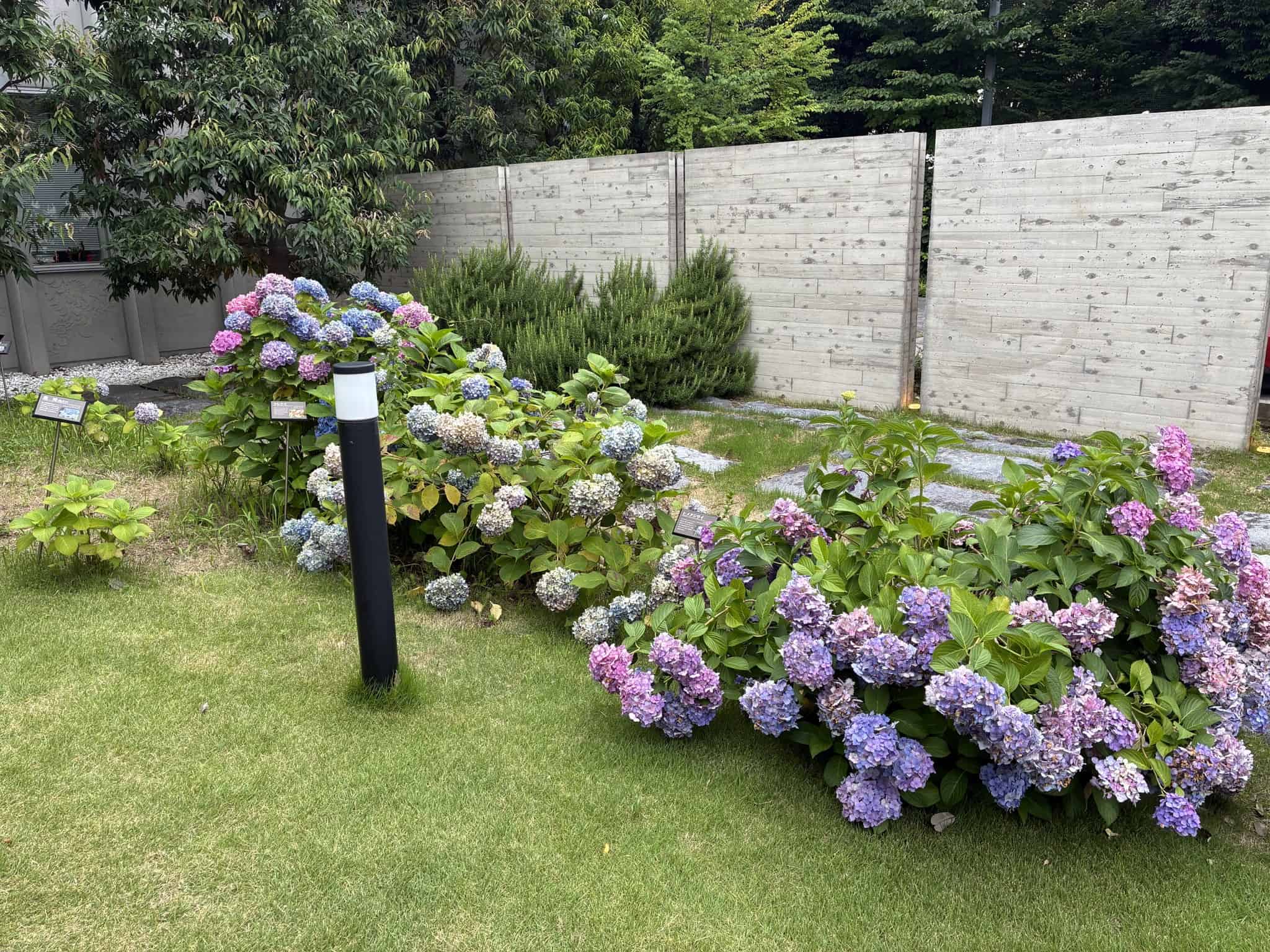 庭園に咲く紫陽花
