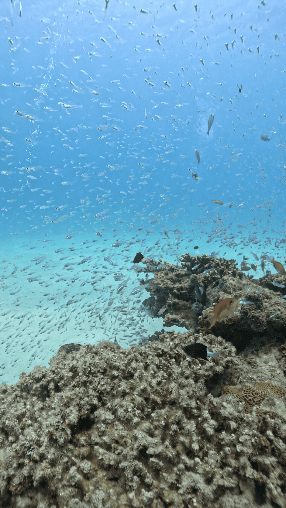 珊瑚の根の周りに集まる無数の小魚の群れ