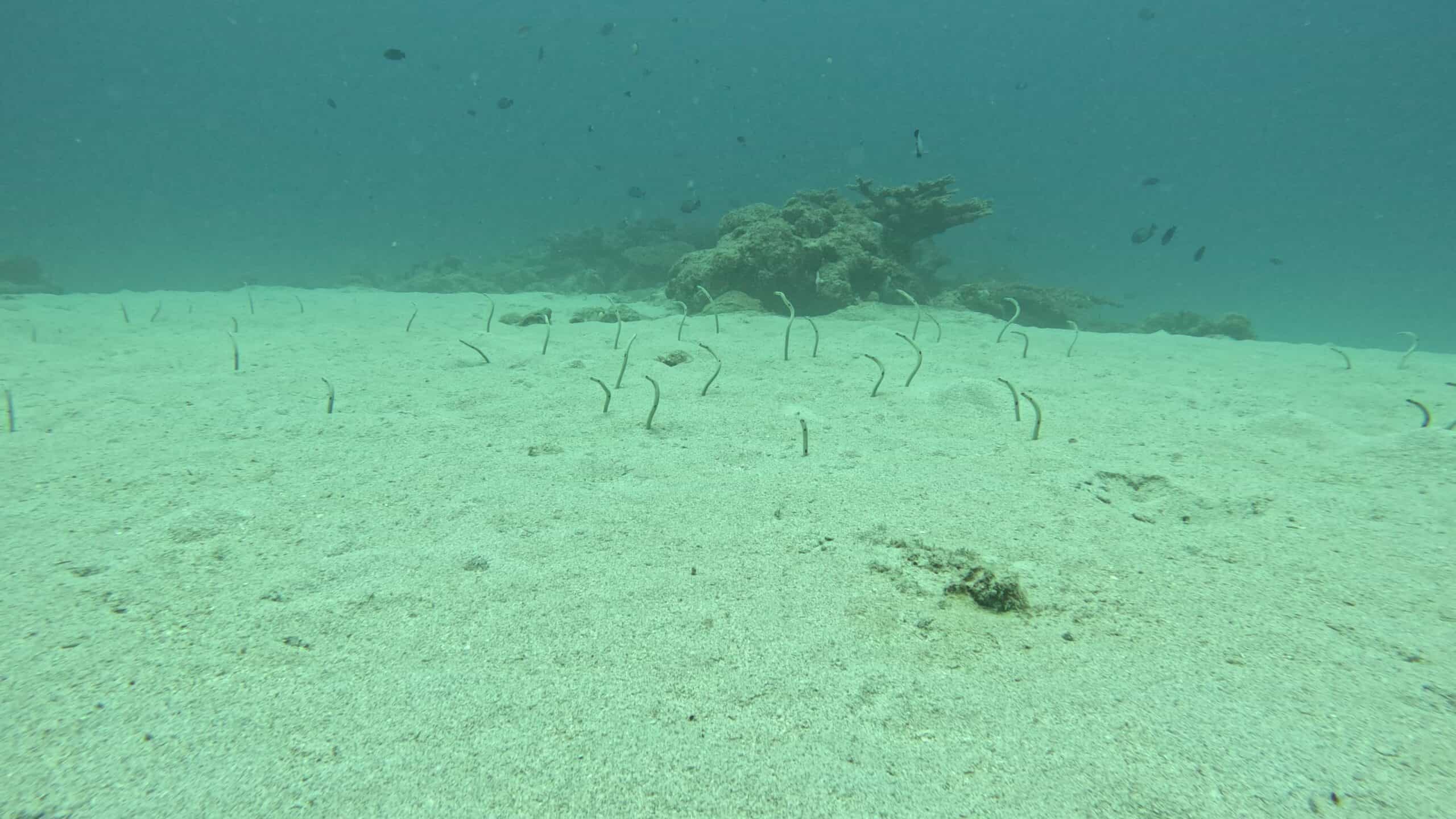 砂地の海底に群れる細長い小魚と、点在する岩