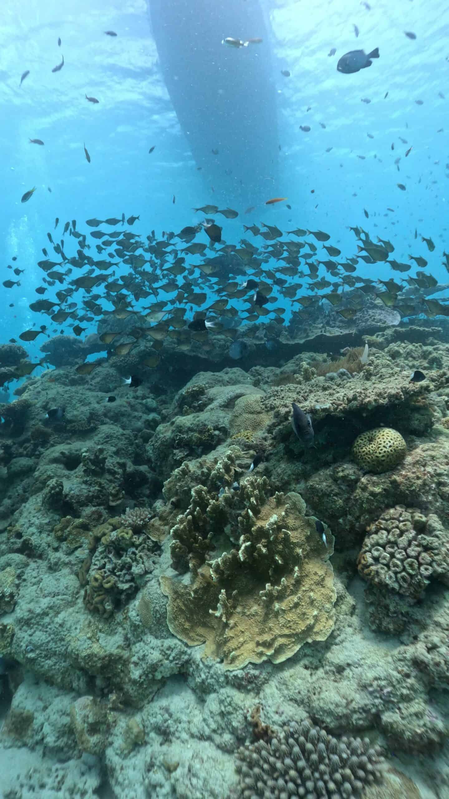 奄美の珊瑚礁と、その上を泳ぐ小魚の群れ